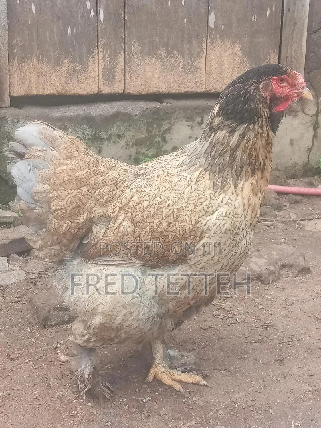 Brahma 6months