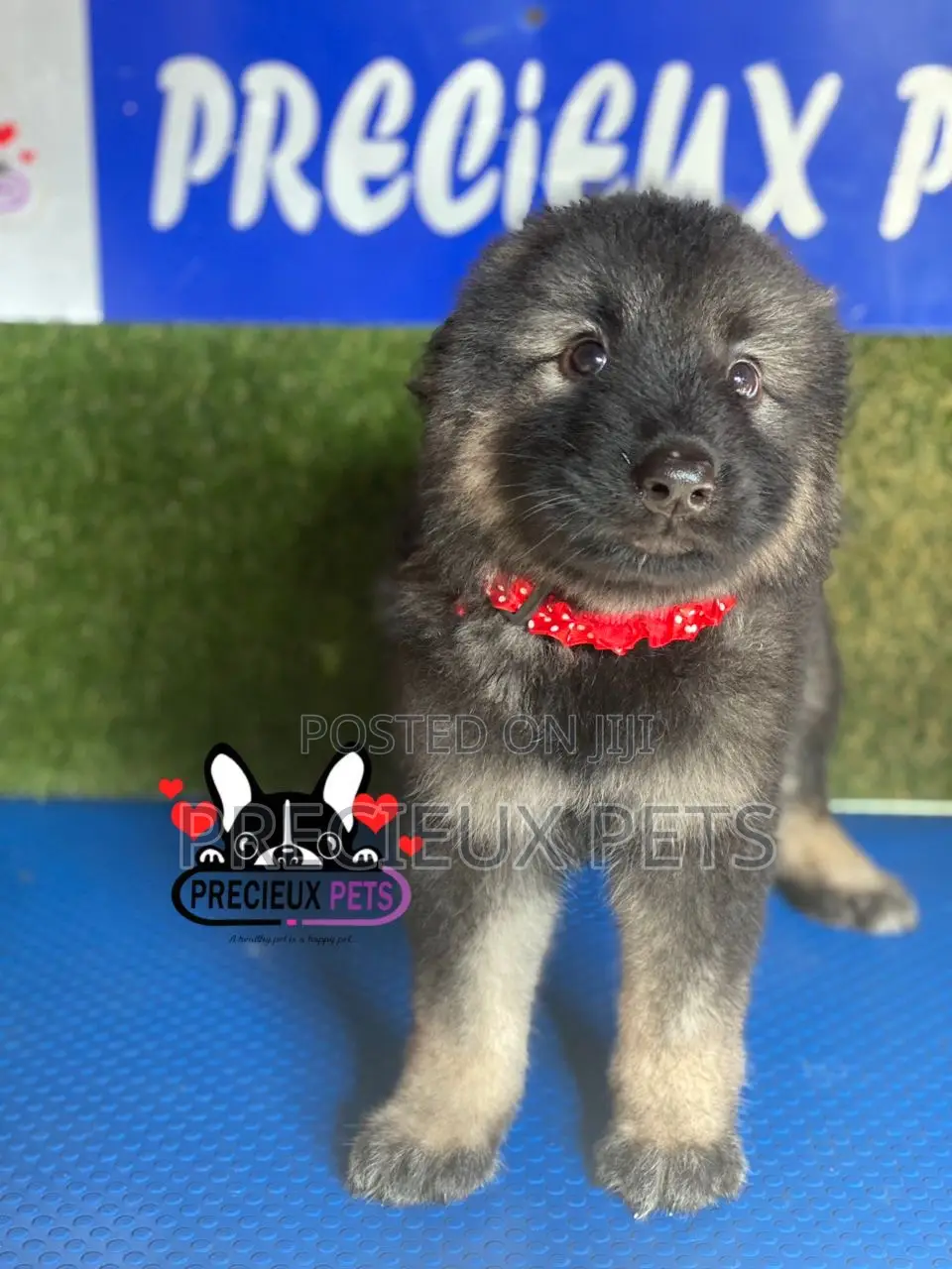 1-3 months Female Purebred Caucasian Shepherd
