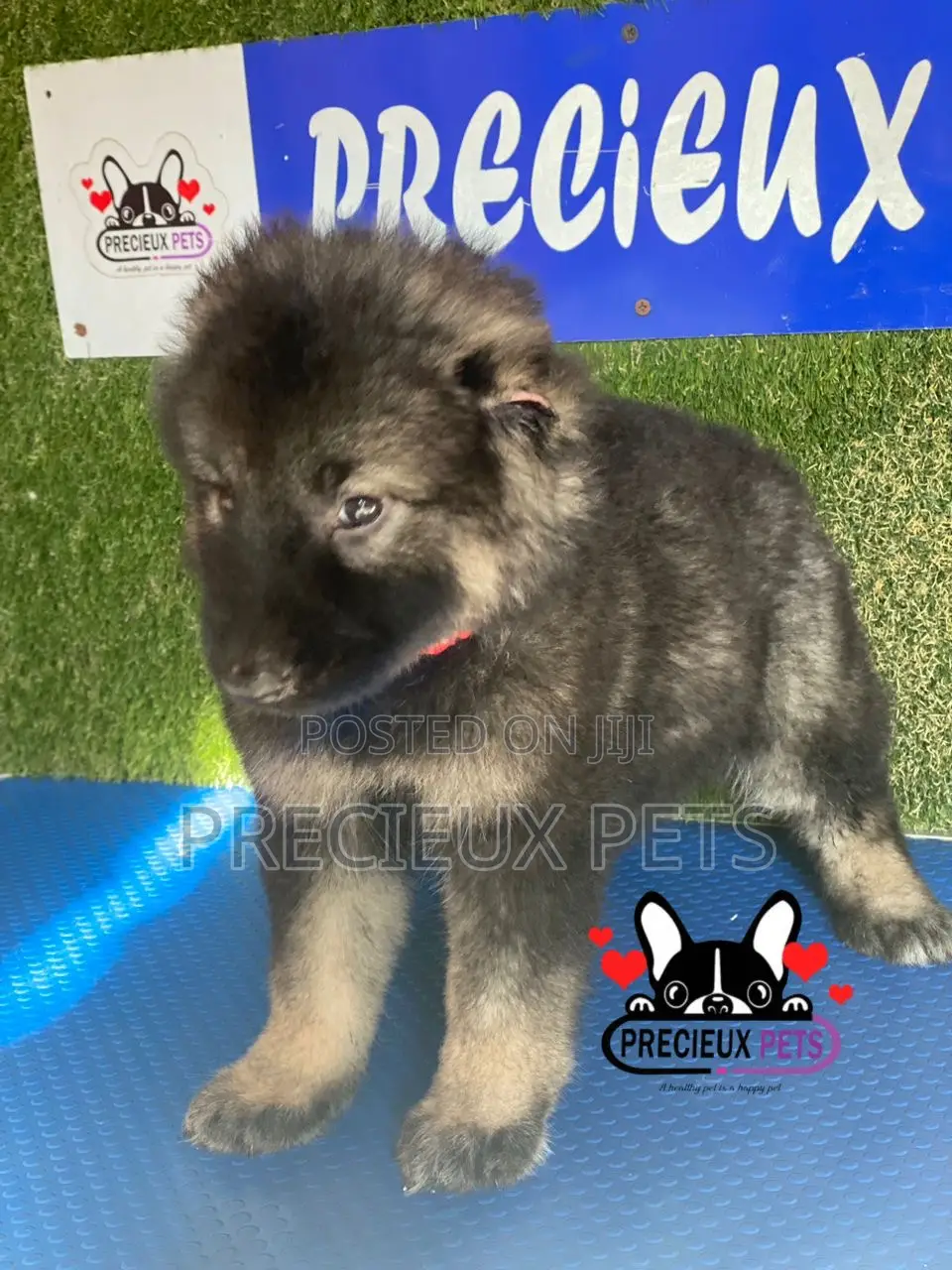 1-3 months Female Purebred Caucasian Shepherd