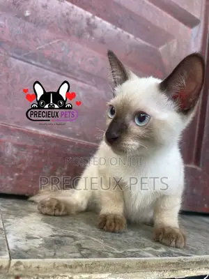 1-3 months Male Purebred Siamese