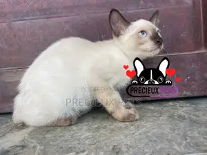 1-3 months Male Purebred Siamese