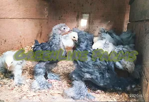 Brahma Chicks >4w