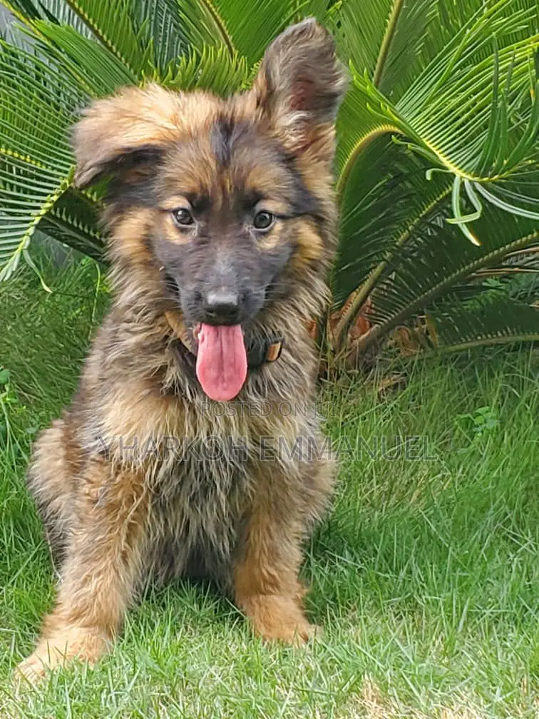 1-3 months Male Purebred German Shepherd