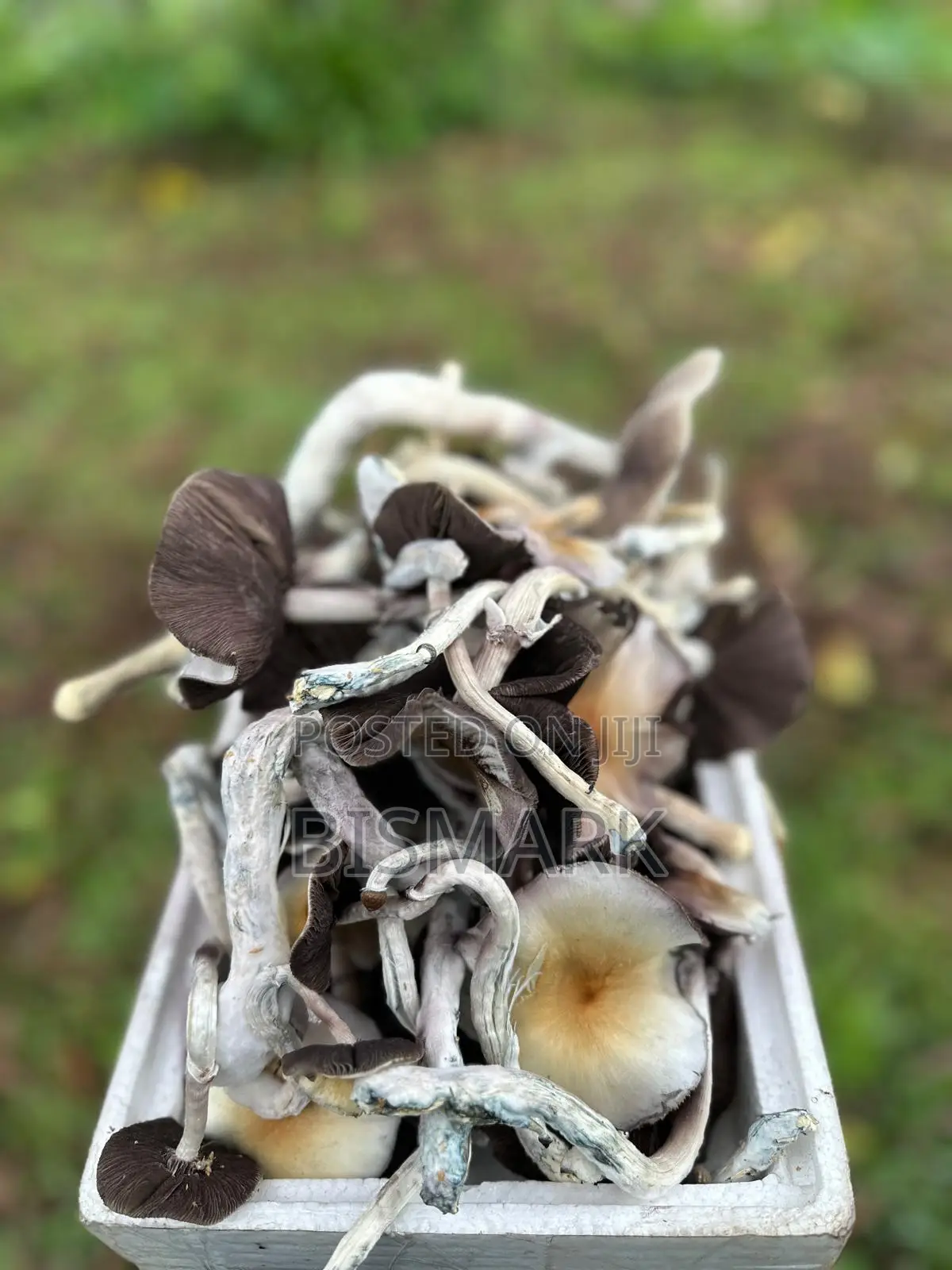 Magic Mushrooms (Psilocybin Shrooms) Whatsapp Only