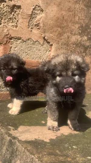 1-3 months Female Purebred Caucasian Shepherd