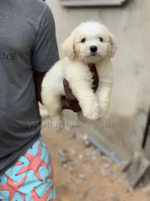 1-3 months Male Purebred Poodle