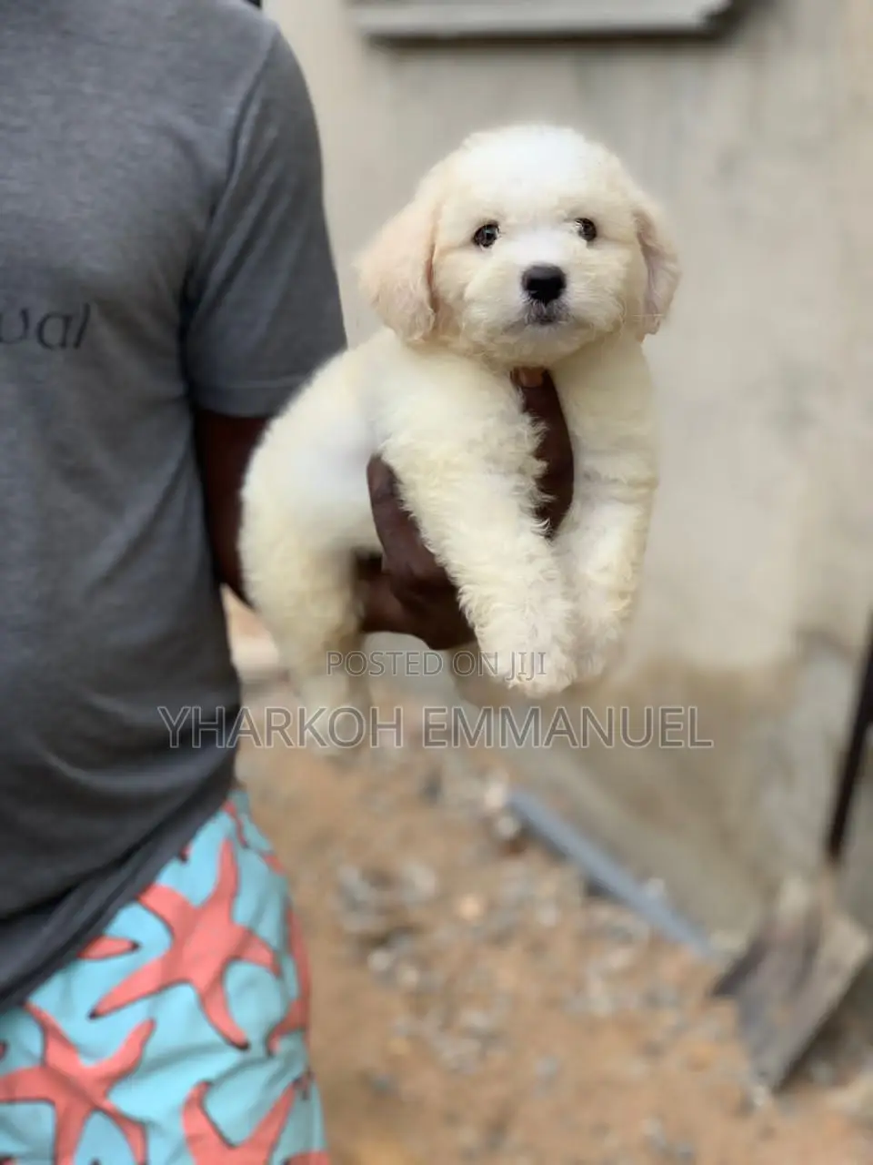 1-3 months Male Purebred Poodle
