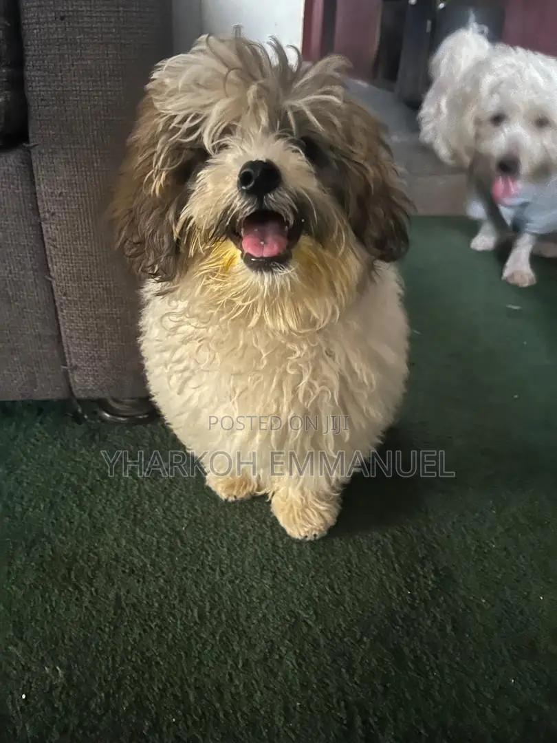 1-3 months Female Purebred Poodle