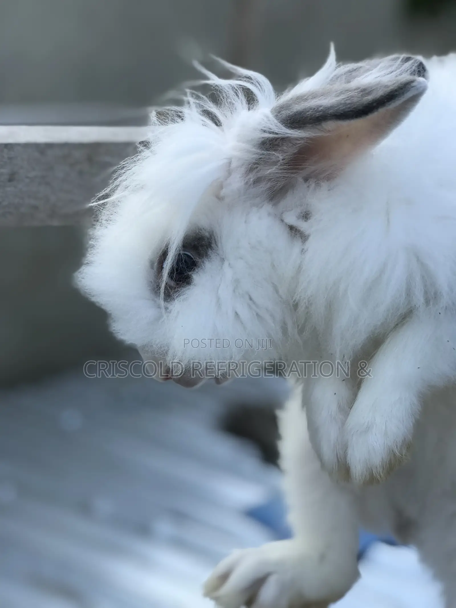 Rabbits for Sale
