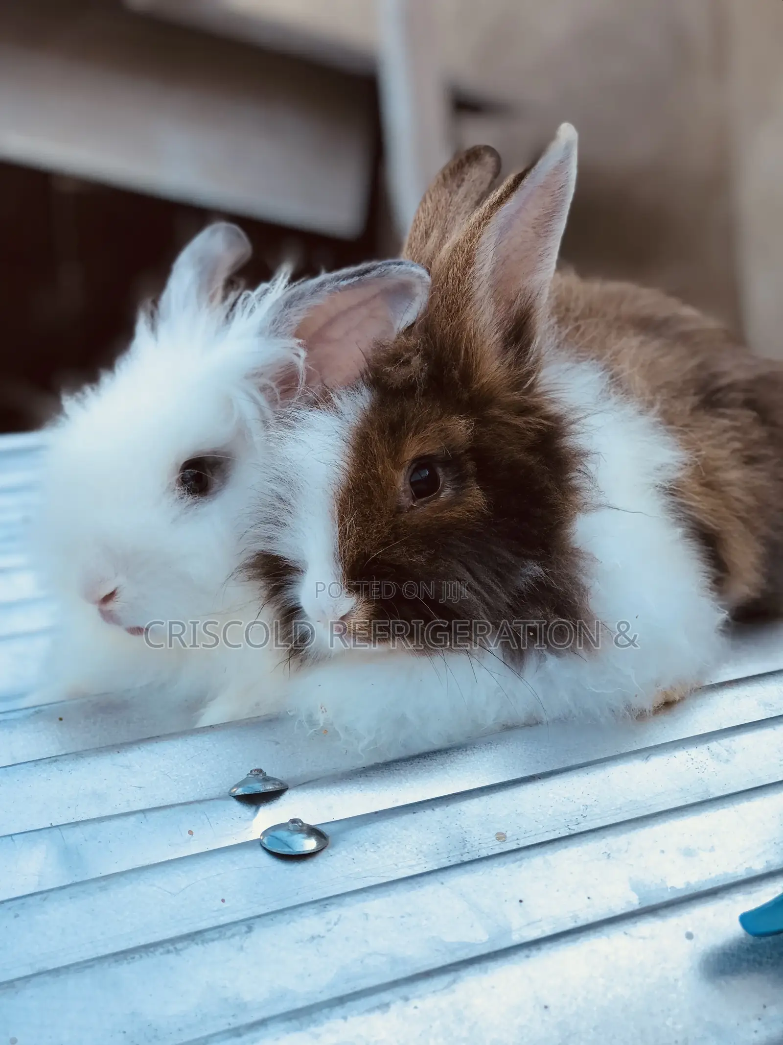 Rabbits for Sale
