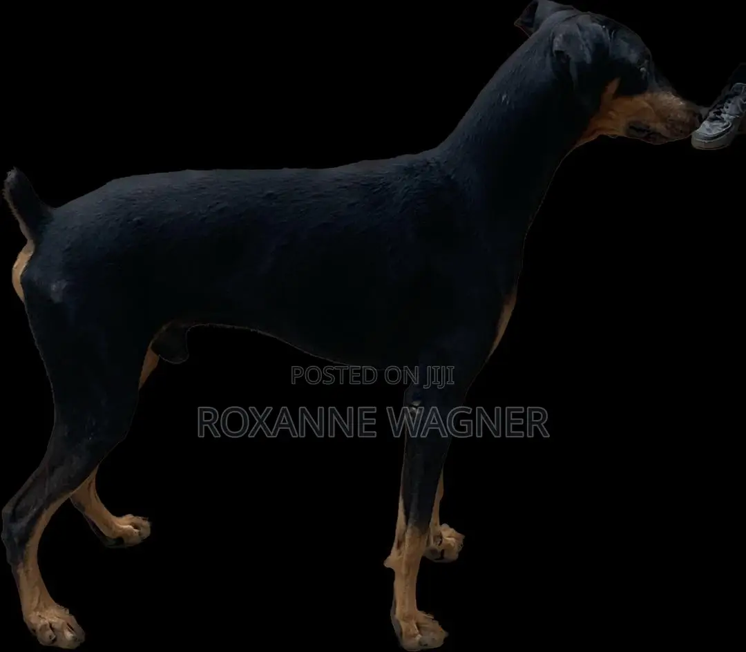 1+ year Male Purebred Doberman Pinscher