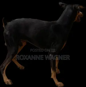 1+ year Male Purebred Doberman Pinscher