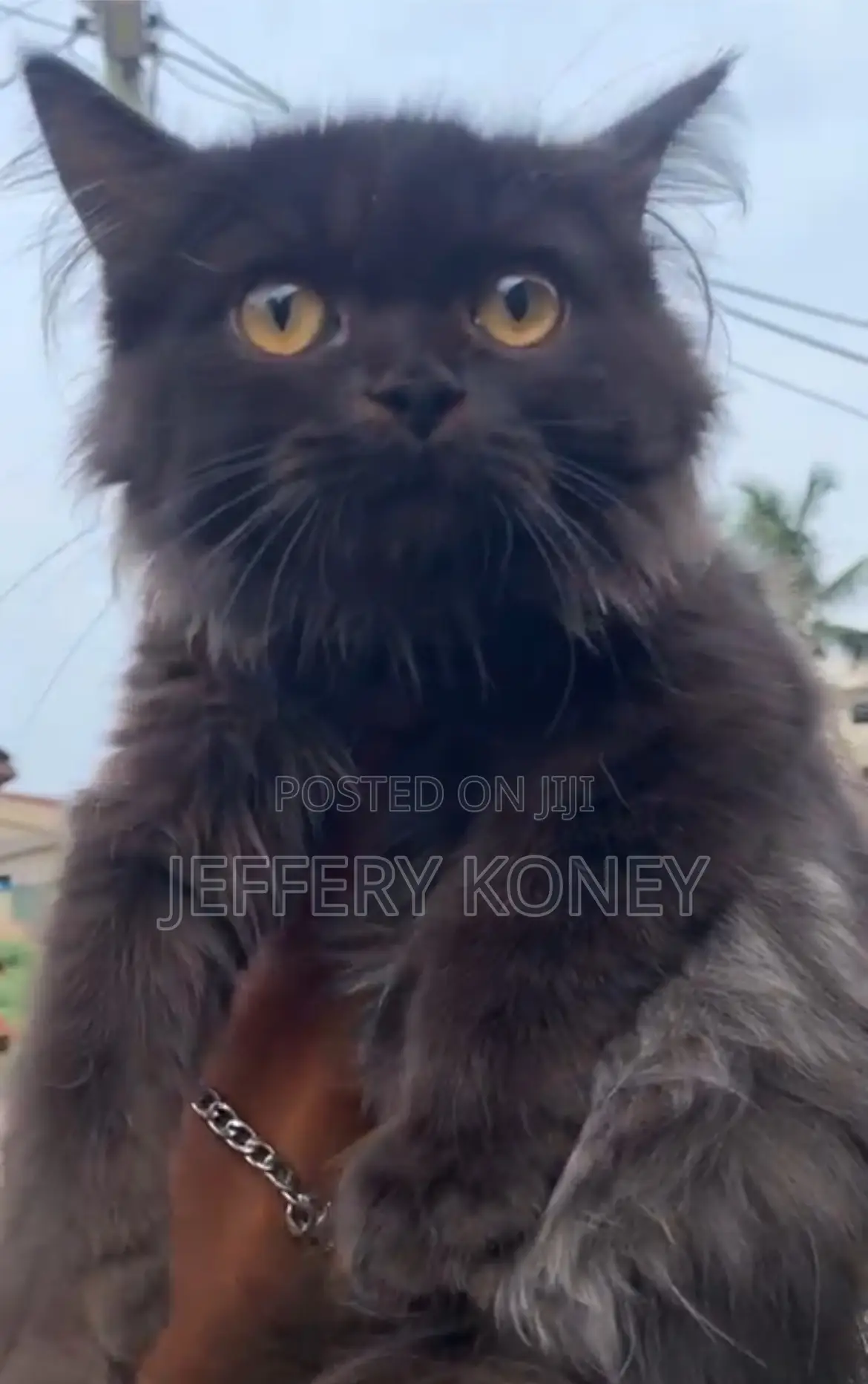 1-3 months Male Purebred Persian