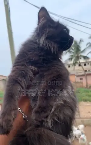 1-3 months Male Purebred Persian
