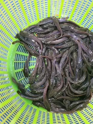 Healthy and Fast Growing Juveniles Available at Ablekuma