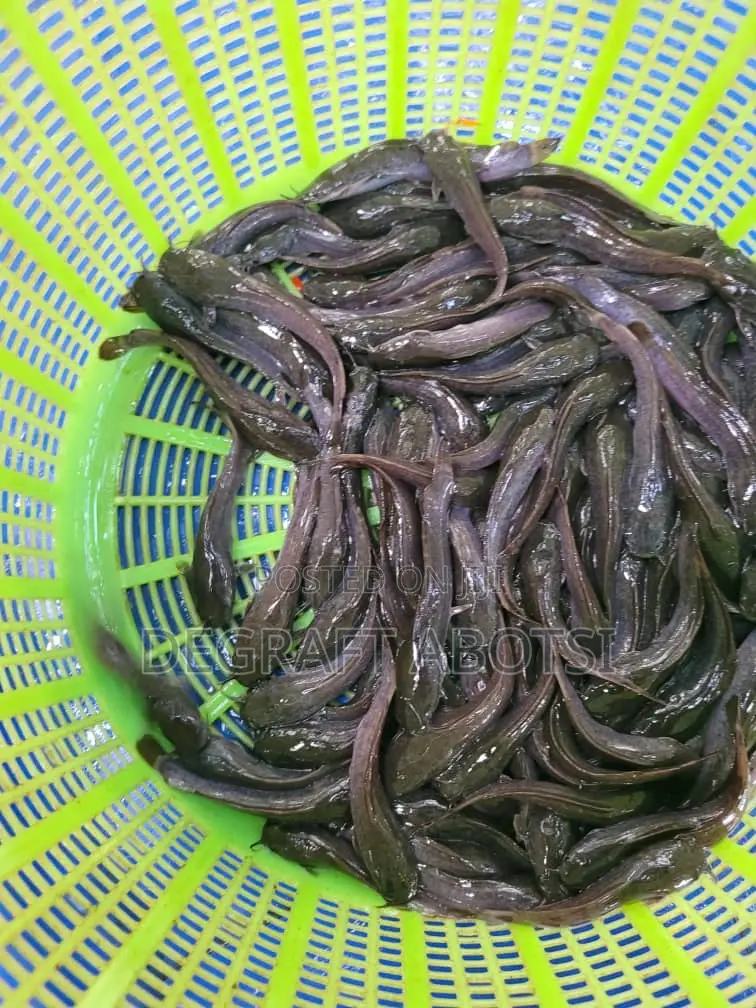 Healthy and Fast Growing Juveniles Available at Ablekuma