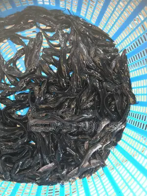 Jumbo Catfish Available at Weija 2ghc Shooters