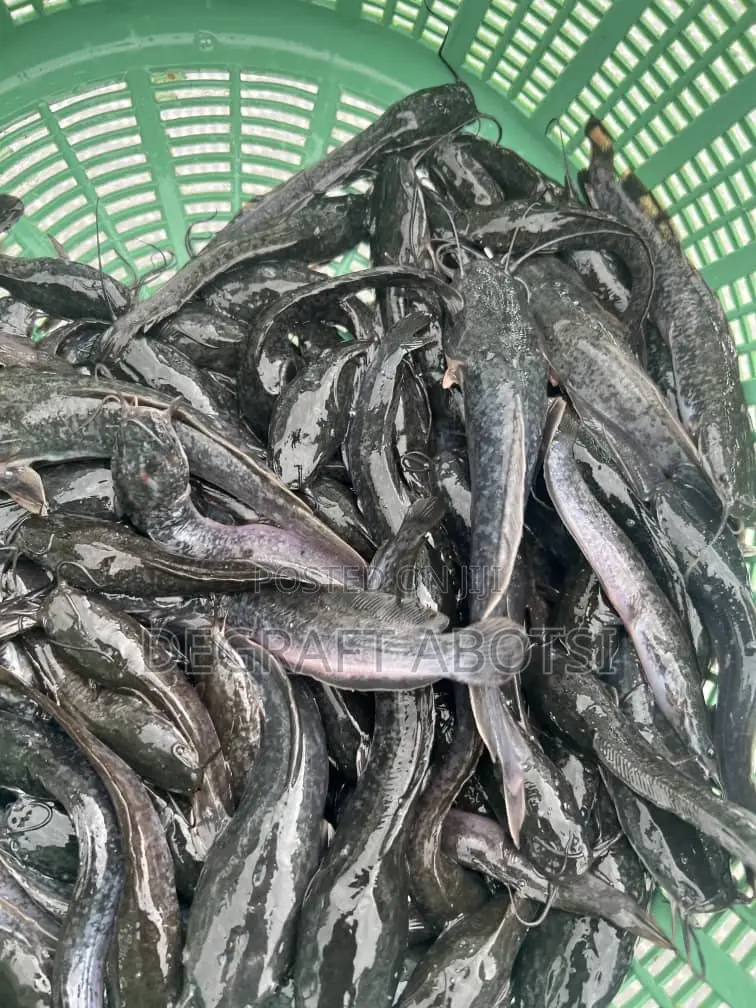 Jumbo Catfish Available at Weija 2ghc Shooters