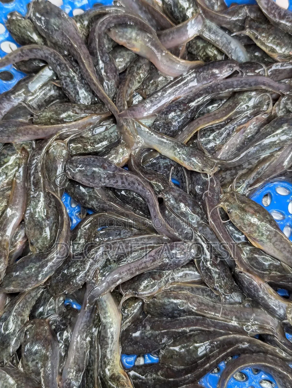 Catfish Fast Shooters Available