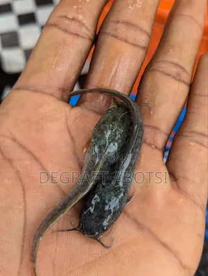 Catfish Fast Shooters Available
