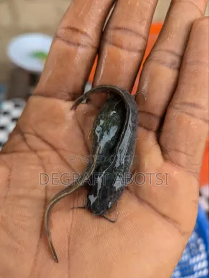 Healthy And Fast Growing Juvinals Available At Weija 1ghc