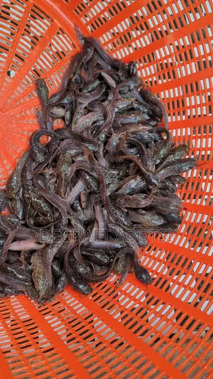 Healthy And Fast Growing Juvinals Available At Weija 1ghc