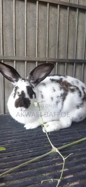 Rabbits in Ghana for sale Prices on Jiji.com.gh