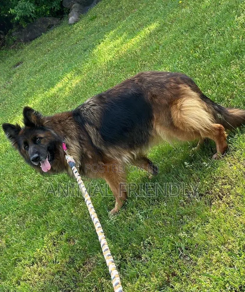 1-3 months Female Purebred German Shepherd