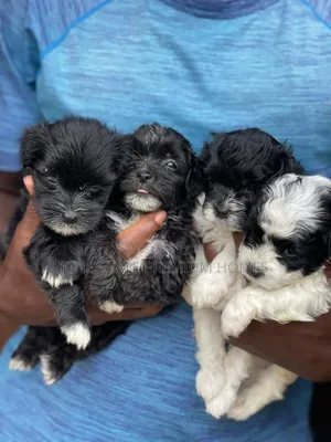 0-1 month Female Purebred Poodle