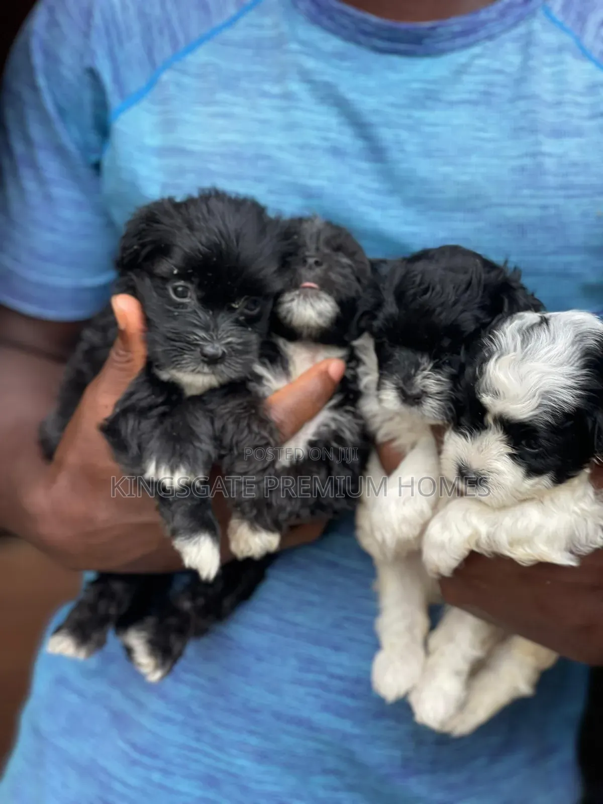 0-1 month Female Purebred Poodle