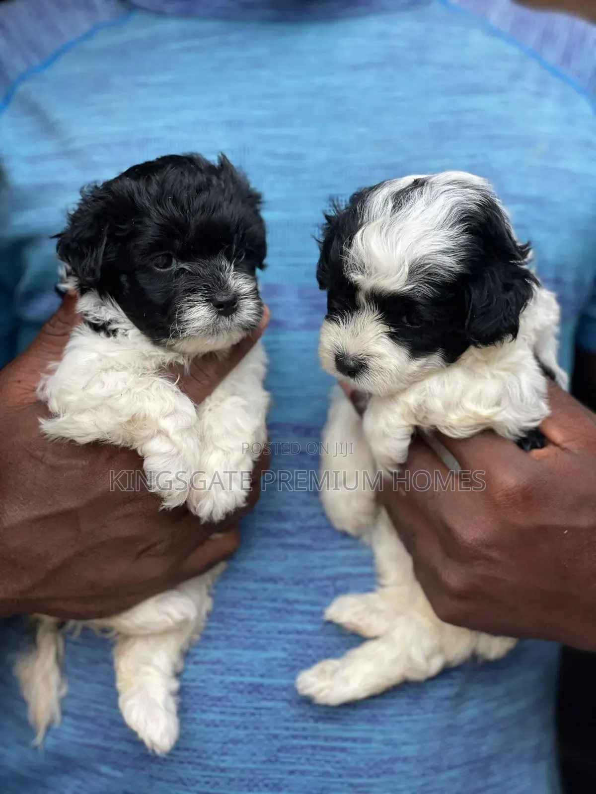 0-1 month Female Purebred Poodle