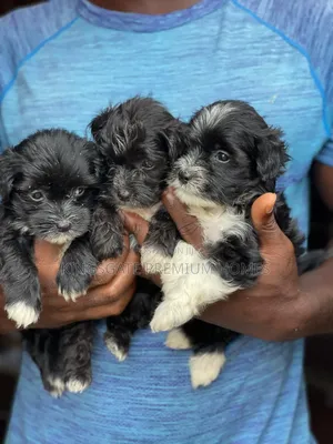 0-1 month Female Purebred Poodle