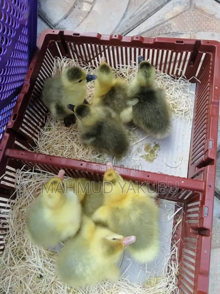Free Consultation and Importation of Poultry Birds