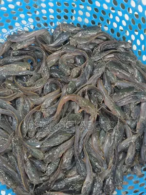 Fast Growing Juveniles Available at 1ghc to 2ghc