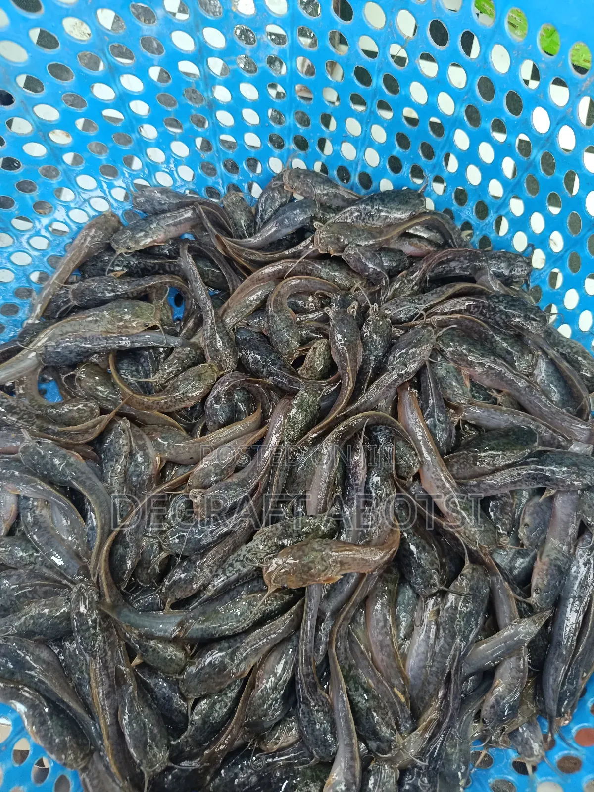 Fast Growing Juveniles Available at 1ghc to 2ghc