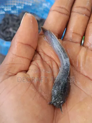 First Shooter Catfish Available at Weija for 1ghc Juveniles