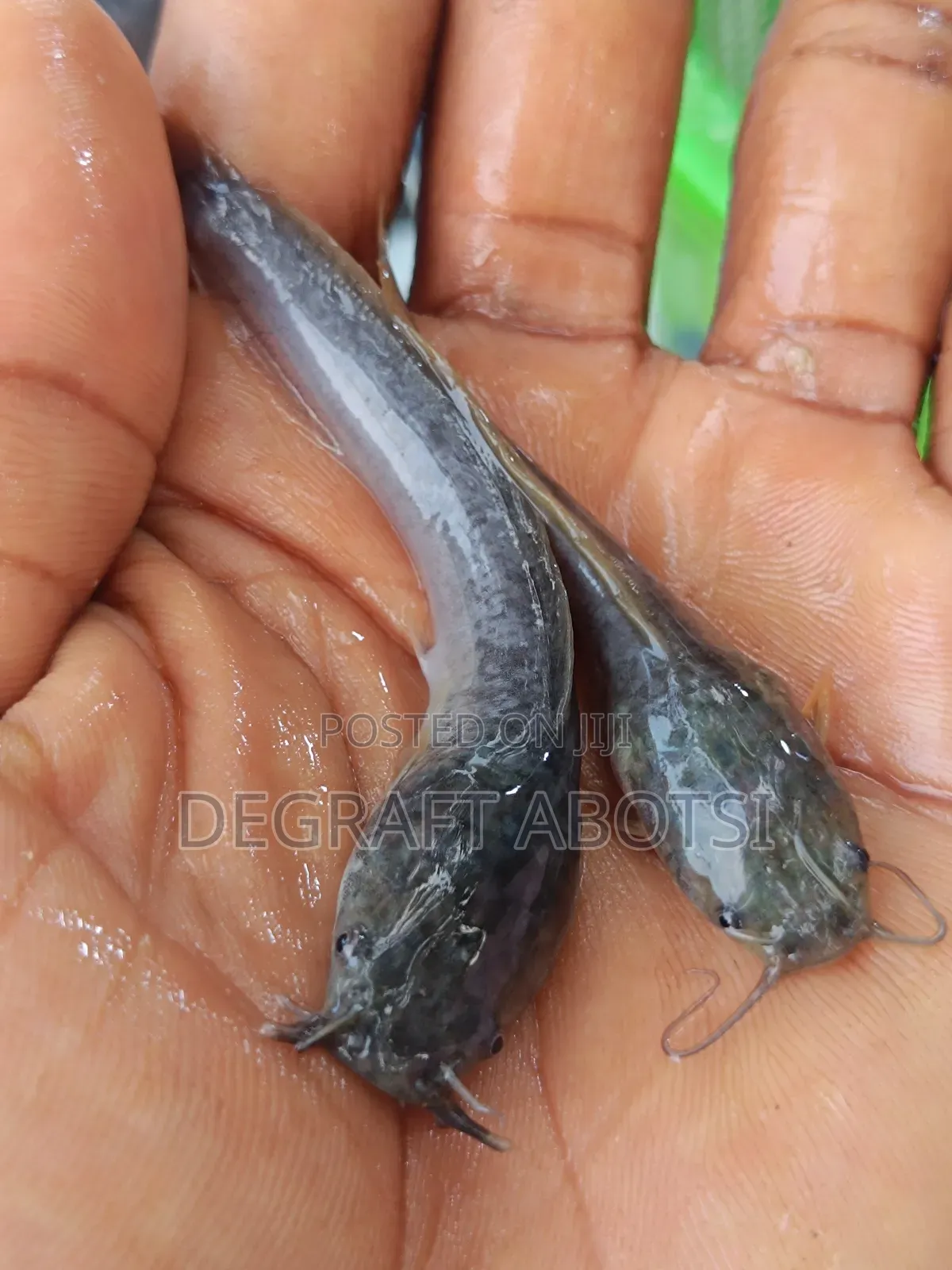 First Shooter Catfish Available at Weija for 1ghc Juveniles