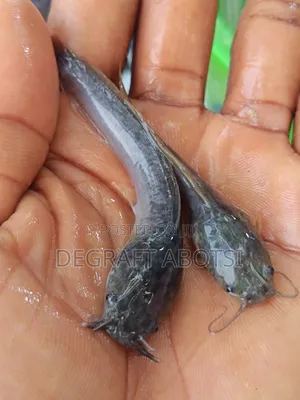 First Shooter Catfish Available at Weija for 1ghc Juveniles