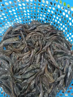 First Shooter Catfish Available at Weija for 1ghc Juveniles