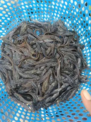 First Shooter Catfish Available at Weija for 1ghc Juveniles