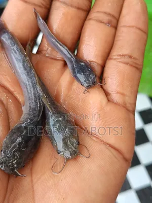 Tarpaulins and Catfish Available at Weija Cool