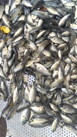 Tarpaulins and Catfish Available at Weija Cool