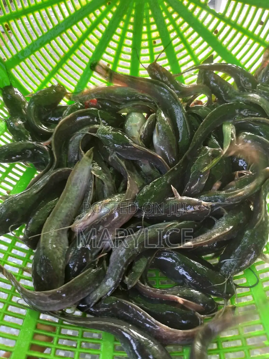 Fast-Growing Active and Healthy Catfish Fingerlings