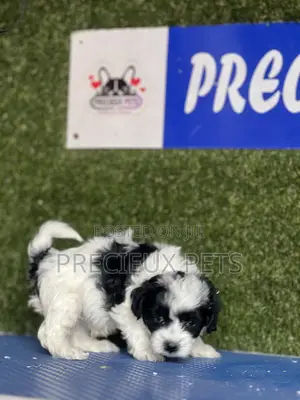 1-3 months Male Purebred Poodle