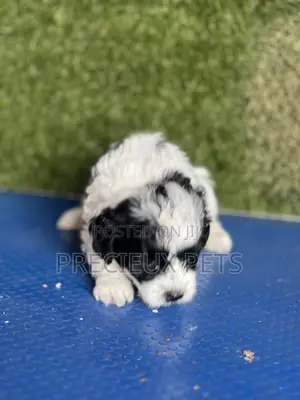 1-3 months Male Purebred Poodle