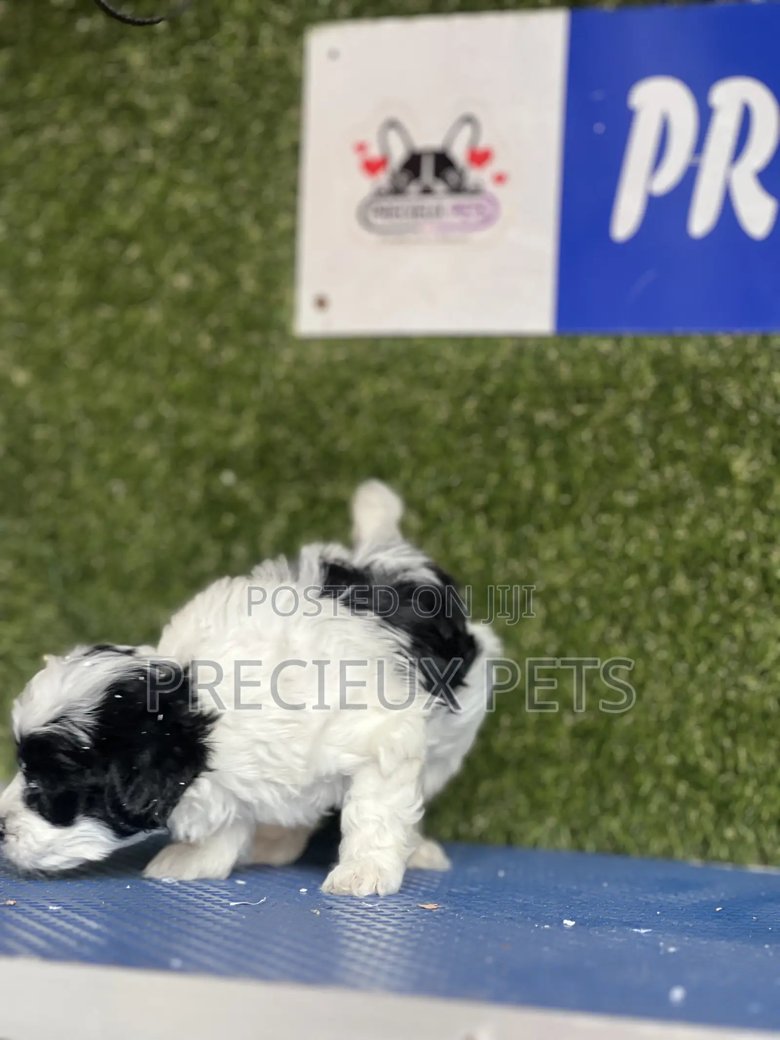 1-3 months Male Purebred Poodle