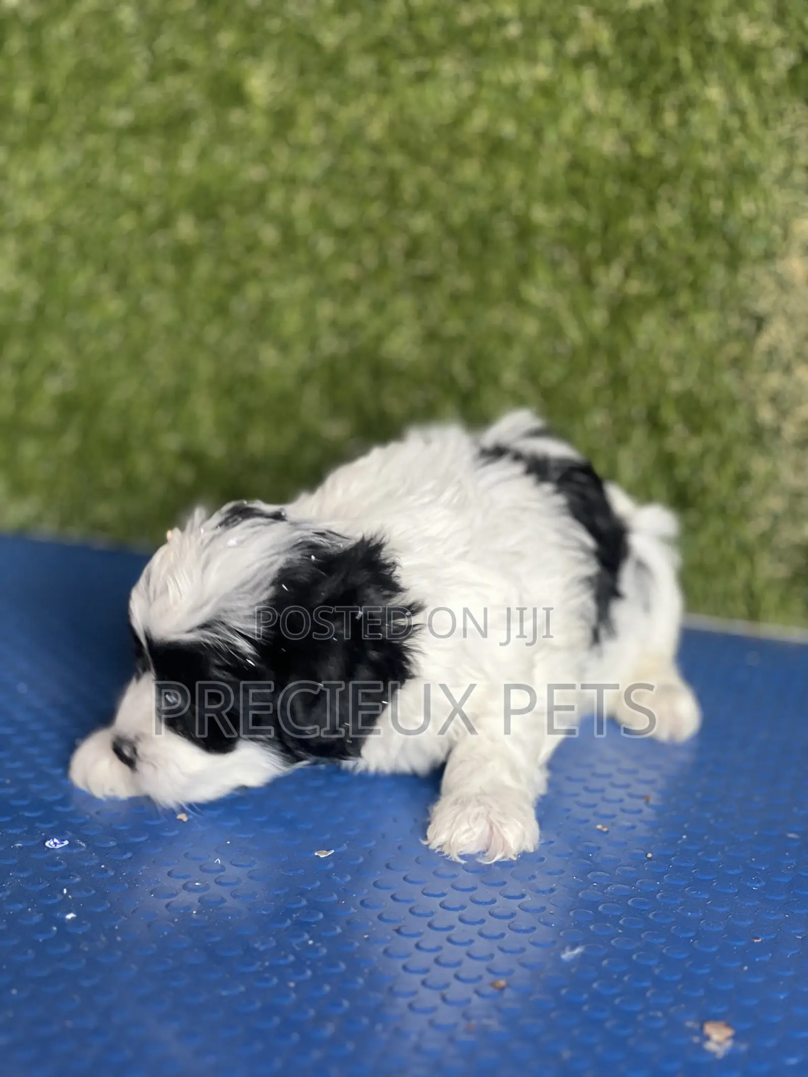 1-3 months Male Purebred Poodle