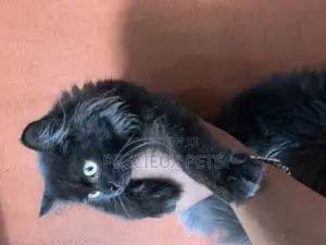 1-3 months Male Purebred Persian