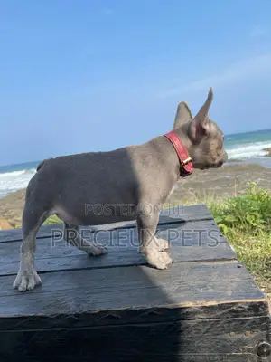 1-3 months Male Purebred French Bulldog