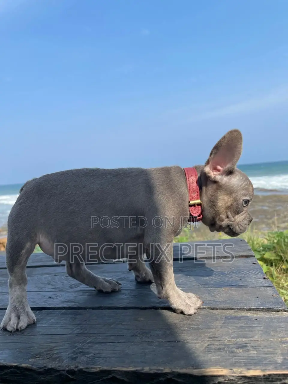 1-3 months Male Purebred French Bulldog